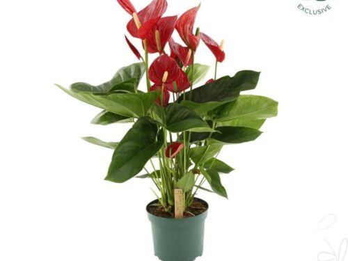 Anthurium (Andreanum Grp) Melodia