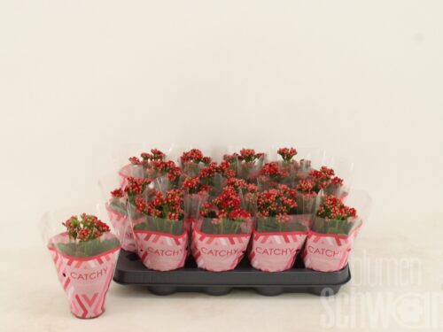 Kalanchoe gefüllt blossfeldiana Rubio Red