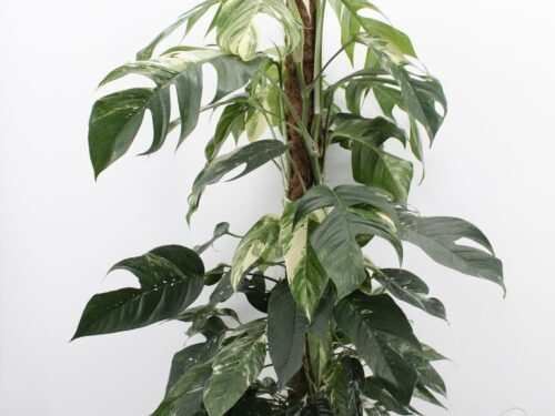 Epipremnum pinnatum -Albo Variegata-