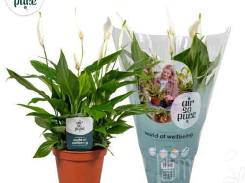 Spathiphyllum -Pearl Cupido-