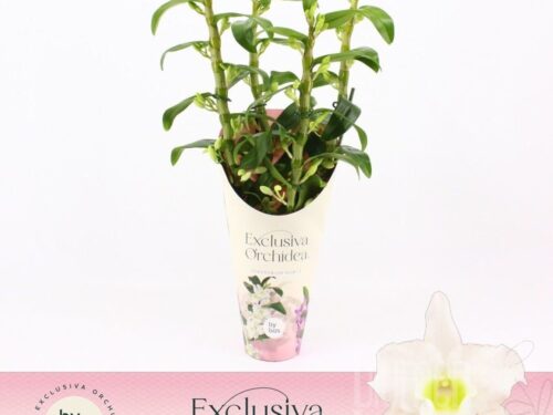 Dendrobium nob.S.C.Apollon