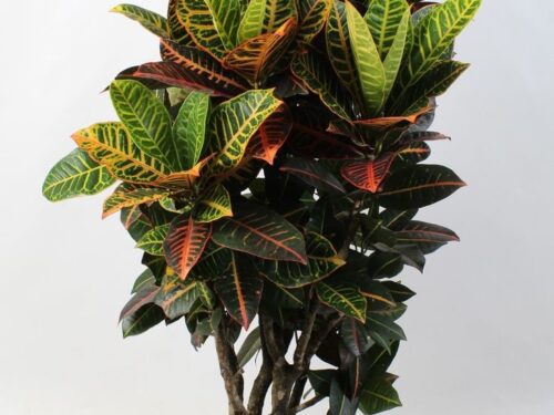 Codiaeum variegatum -Petra-