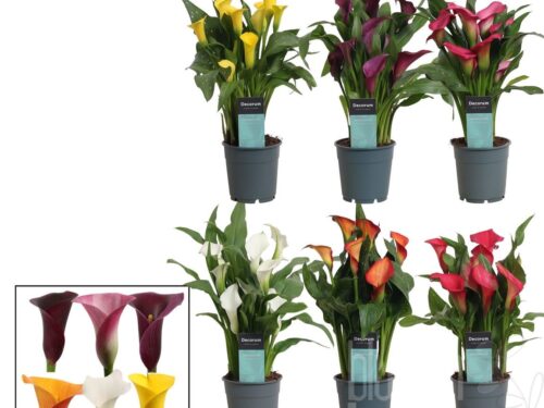 Zantedeschia gemischt