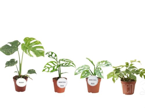 Monstera sonstig Mix