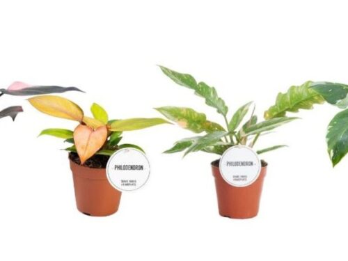 Philodendron sonstig Princess Mix