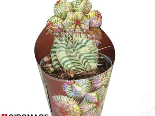 Euphorbia meloformis