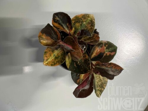 Peperomia sonstig Creme Brulee