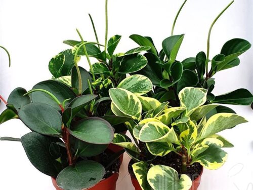 Peperomia sonstig gemischt