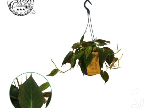 Philodendron sonstig Micans