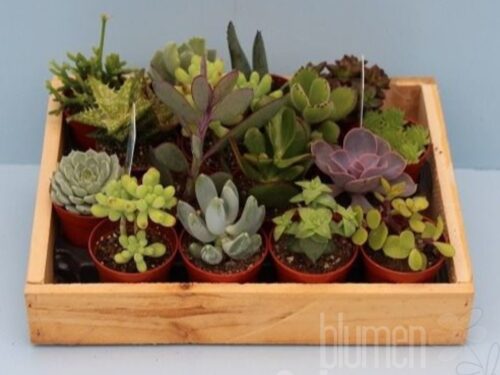 Succulenten sonstig Bio mix