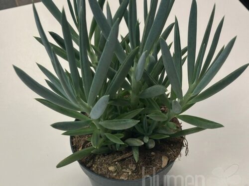 Senecio sonstig Mount Everest