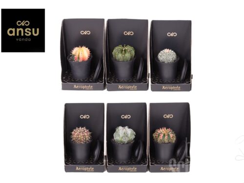 kaktus sonstig Xerophyte Mix