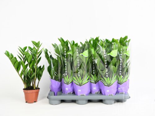 Zamioculcas zamiifolia