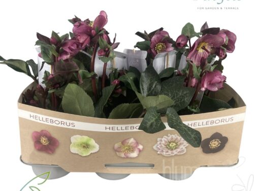 Helleborus Frostkiss Charmer