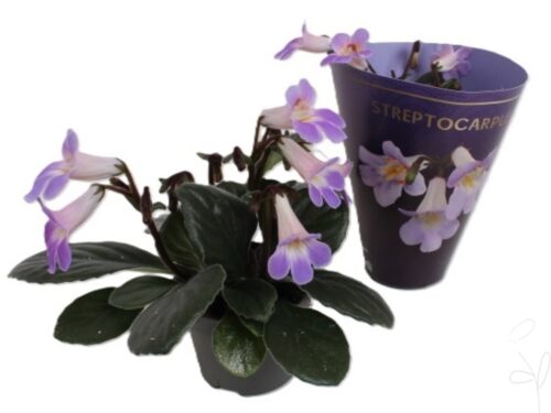 Primulina dryas -Purpelina-