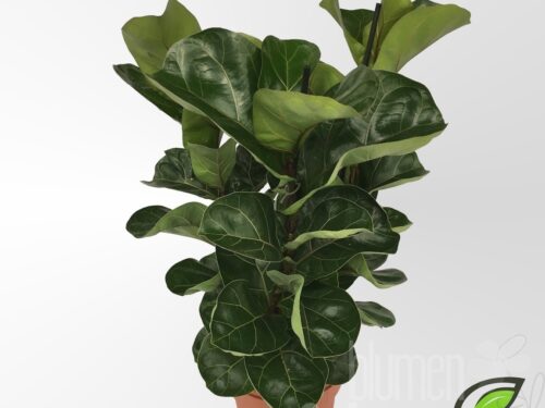 Ficus lyrata -Bambino-