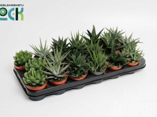 Haworthia sonstig Mix