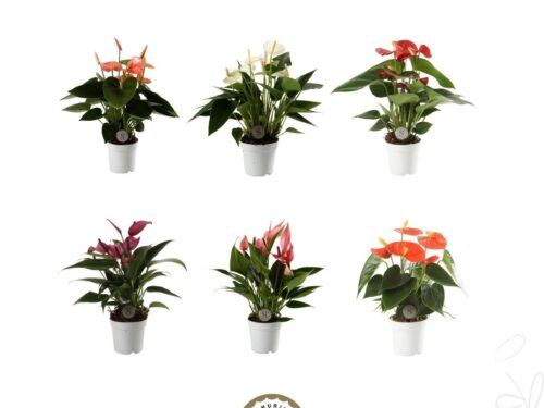 Anthurium (Andreanum Grp) gemischt 3 Farben