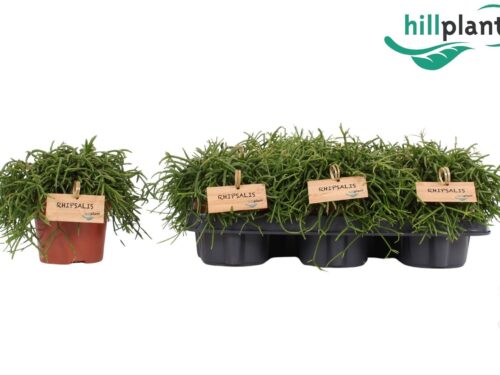 Rhipsalis baccifera -Oasis-