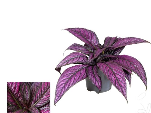 Strobilanthes