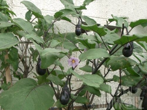 Solanum Jackpot Mini-Aubergine