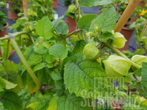 Physalis, Andenbeere eßbar
