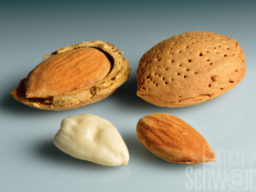 Prunus dulcis Robijn, Frucht-Mandelbaum