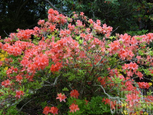 Rhododendron lut.Rosata, C45, Rosa Sommerazalee
