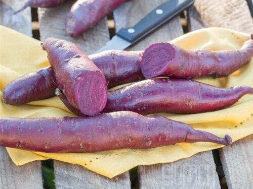 Ipomoea ba. Erato Violet, Süßkartoffel