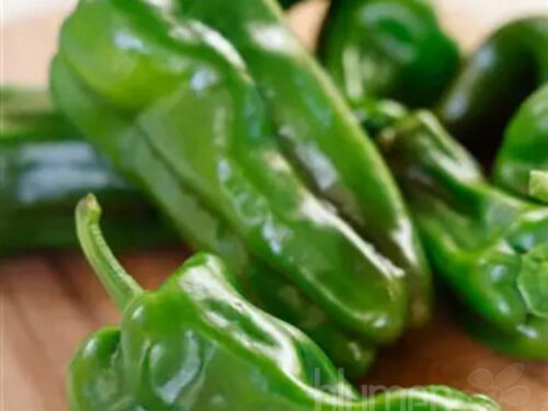 Capsicum Camara Sweet, Grillpaprika
