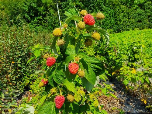 Rubus i. Grand Heritage Primeberry, Großfruchtige Rote Herbst-Himbeere