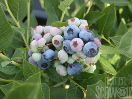 Vaccinium -Brigitta Blue- T17 - Blaue Kultur-Heidelbeere