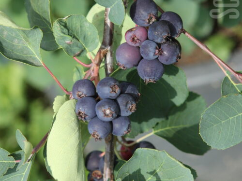 Amelanchier alni. Martin, Frucht-Felsenbirne