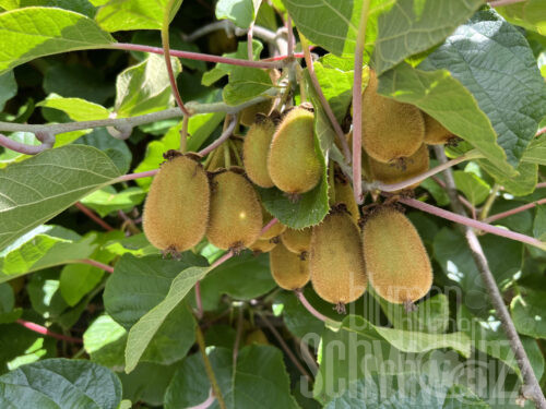 Actinidia DUO Bruno und Tomuri