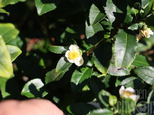 Camellia sinensis Bloomtea, Blühende Tee-Kamelie
