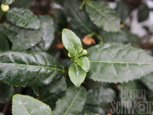 Camellia sinensis Tearoma, Tee-Kamelie