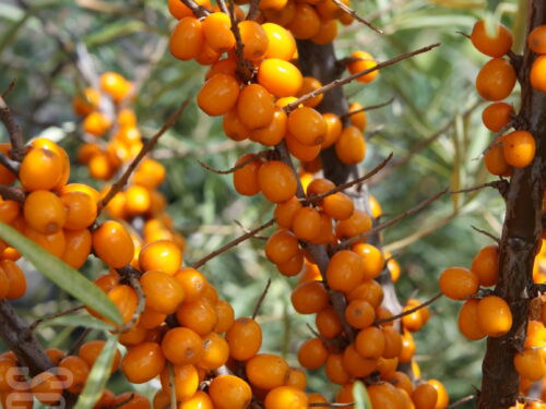 Hippophae rhamnoides Botanica mit Befruchter, Sanddorn