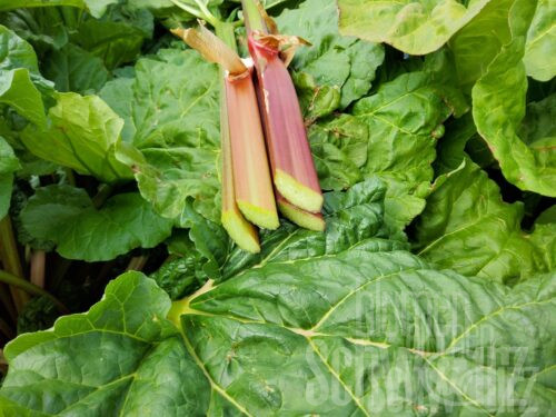 Rheum rhabarbarum Cropster Everbarber