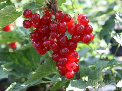 Ribes rubr. -Babette Ribest- T17 - Frühe Rote Johannisbeere