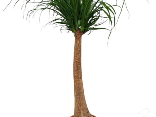 Beaucarnea recurvata