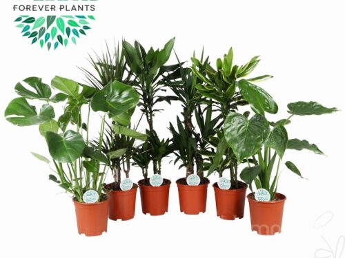 Zimmerpflanzen gemischt grün 3 sorten