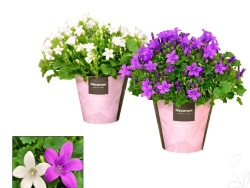 Campanula sonstig mixed