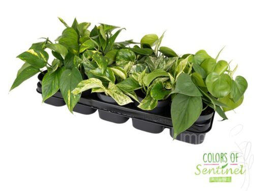 Epipremnum pinnatum gemischt