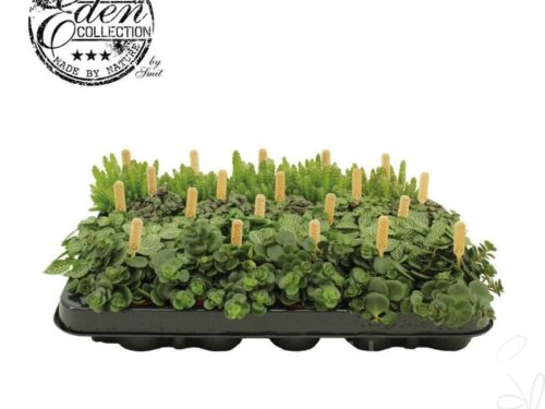 Zimmerpflanzen gemischt sonstig Mix B