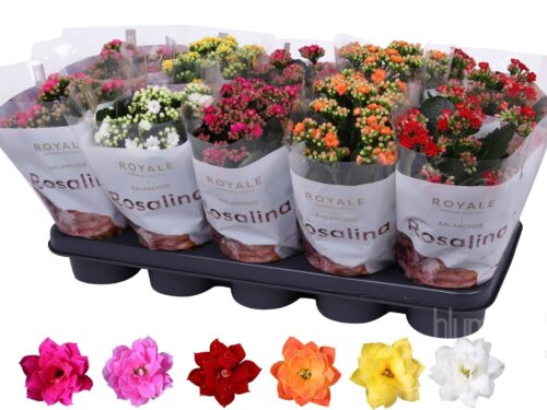 Kalanchoe gefüllt blossfeldiana Royale gemischt