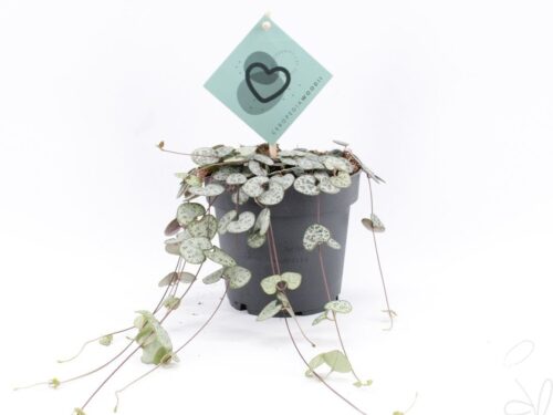 Ceropegia woodii subsp. woodii woodii