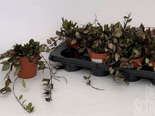 Hoya krohniana -Black Leaves-