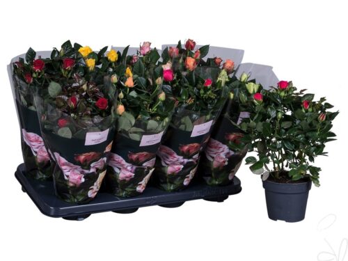 Rosa PatioHit gemischt