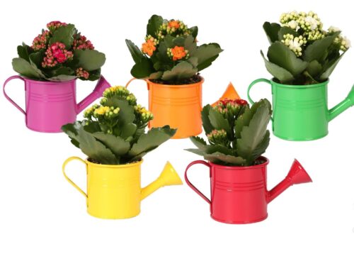 Kalanchoe gefüllt blossfeldiana Rosalina gemischt divers