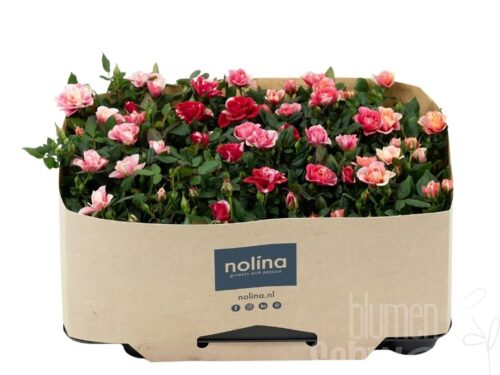 Rosa Party Mini gemischt